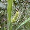 cynosurus-echinatus