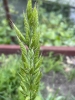 bromus-hordeaceus