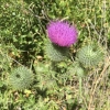 bullthistle