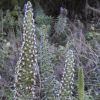 echium